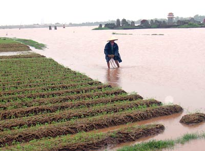 Thủ tướng quyết định xuất gạo dự trữ cứu đói 